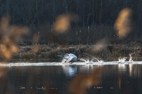 Swans take off Stock Photos