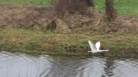Swans taking off in different directions above a calm natural water scene Stock Footage 323278707