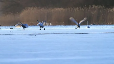Swans taking off Stock Footage 1181841