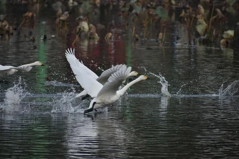 Swans Taking Off from Water Stock Photos