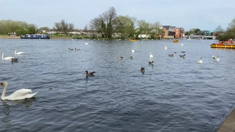 Swans on the Thames at Windsor Stock Footage 182166461