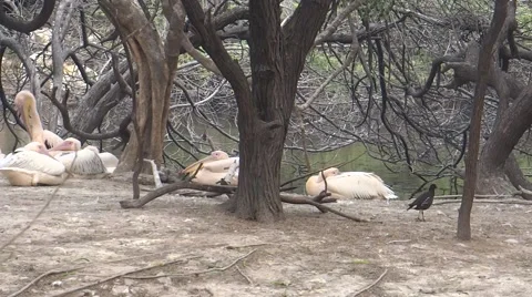 Swans in their Natural Environment Stock Footage 47128923
