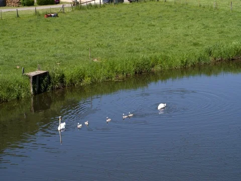 Swans with their young on sunny day in river Stock Footage 76274535