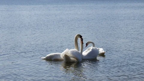 Swans together. 스톡 동영상 116793809