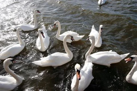 Swans together Stock Photos