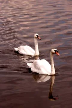 Swans Together Stock Photos