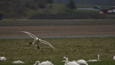 Swans, Trumpeter Swans In Flight Stock Footage