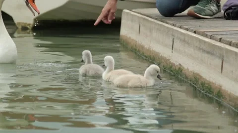 Swans of Versailles 0004 Stock Footage 172385651