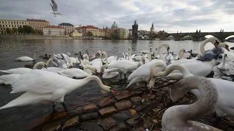 Swans very close Video stock 82943942