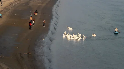 Swans. View From Bridge. Stock Footage 38281811
