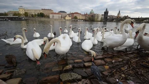 Swans in Vltava river in Czech Republic Stock Footage 82943891