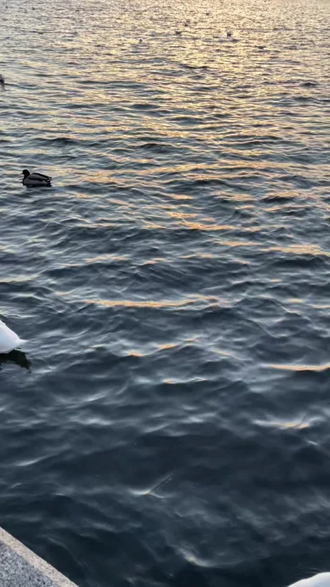 Swans on the Vltava river Stock Footage 194538483