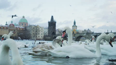 Swans on Vltava river Stock Footage 217376331