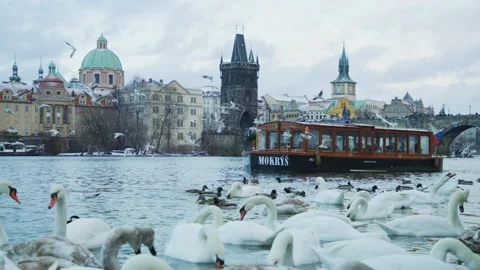Swans on Vltava river Stock Footage 217377422