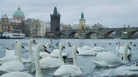 Swans on Vltava river Stock Footage 217416516