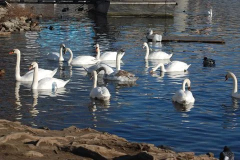 Swans on the Vltava River Stock Photos