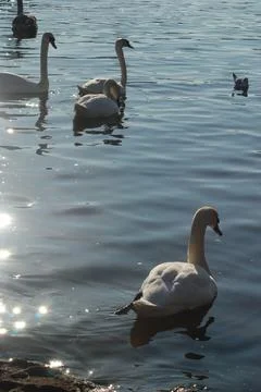 Swans on the Vltava River Stock Photos