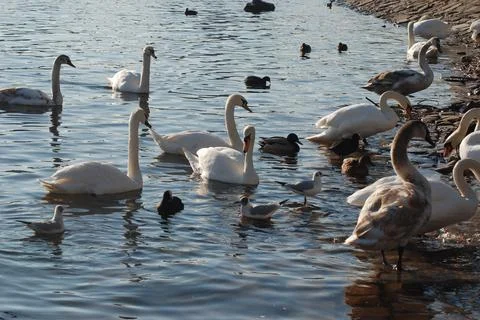 Swans on the Vltava River Stock Photos