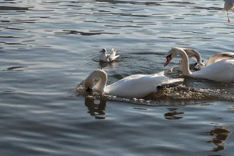 Swans on the Vltava River Stock Photos