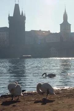 Swans on the Vltava River Stock Photos