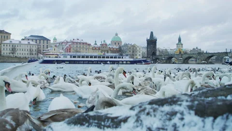 Swans on Vltava river, Prague Stock Footage 217378163