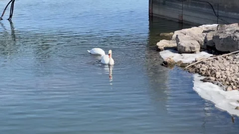 Swans wagging their tails at the beginning of mating season Stock Footage 303915573
