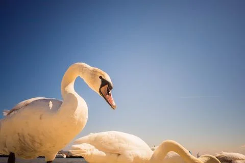 Swans walking on beach Stock Photos
