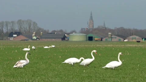 Swans walking in a green field Stock Footage