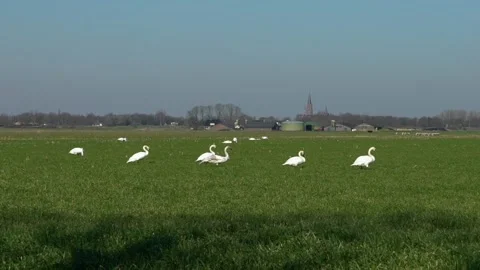 Swans walking together in a field Stock Footage 149595150