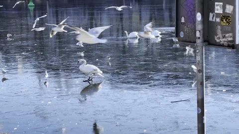 Swans walking on winter ice trying to get bread at Landwehrkanal Berlin Vídeos de archivo 167760681