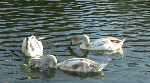 Swans in water Stock Footage 12671312