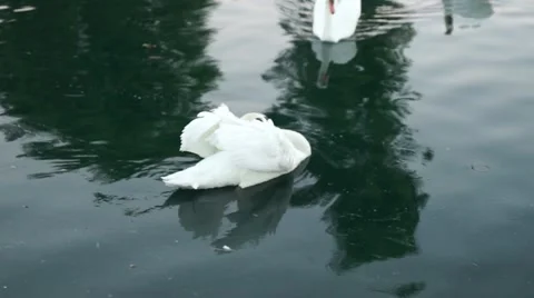 Swans in Water Stock Footage 42678027