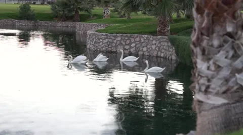 Swans in Water Stock Footage 42678109