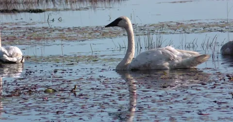 Swans on the Water Stock Footage 69039004