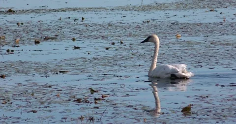 Swans on the Water Stock Footage 69040039