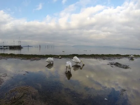 Swans in the water 库存影片 74078590