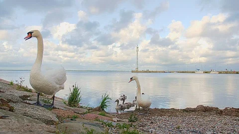 Swans by the water Stock Footage 83144593