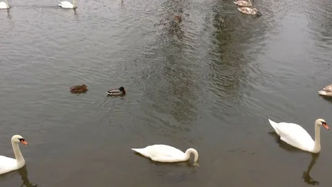 Swans On Water Stock Footage 84262782