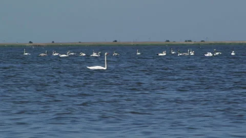 Swans on the water Vidéo 91738689