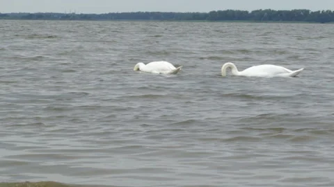Swans on the water Vidéo 91739164
