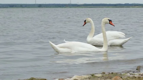 Swans on the water Video stock 91786394