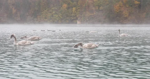 Swans on the water Video stock 100926855