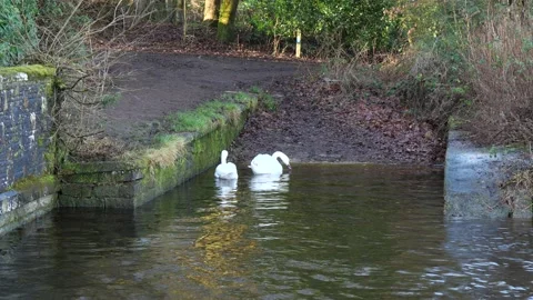 Swans on water Stock Footage 167786926
