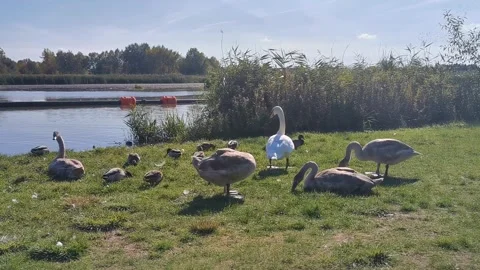 Swans on the water Stock-Footage 228725592