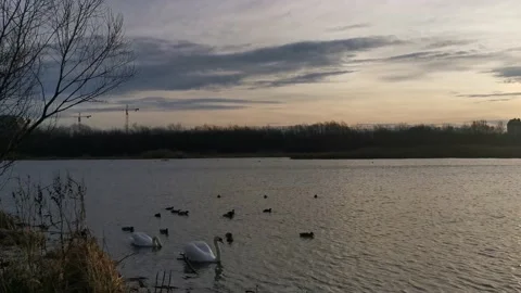 Swans On The Water Stock Footage 229482584