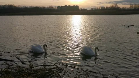 Swans On The Water Stock Footage 229482624