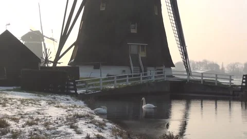 Swans in the water with icing next to the windmill Stock Footage 153886990
