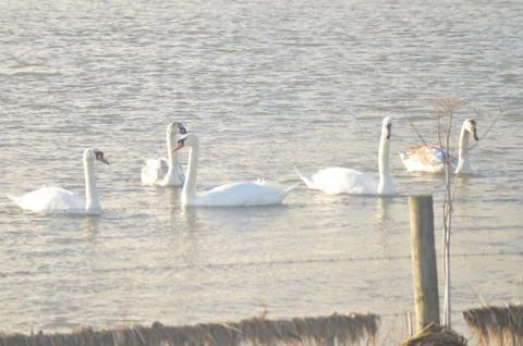 Swans in water Фото