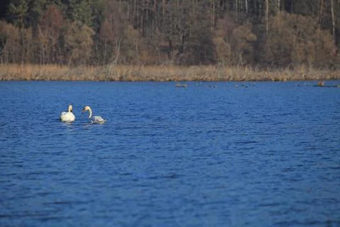 Swans on the water Stock Photos