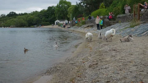 Swans at the waters edge Stock Footage 101766750